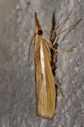 Agriphila selasella (Cfr.)